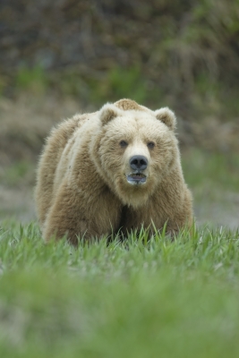 Image for news headline - Study in Grand Teton National Park Examines Hunter-Bear Interactions