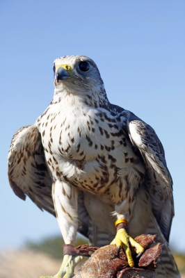 Image for news headline - Sea Island Offers Unique Falconry Hunts