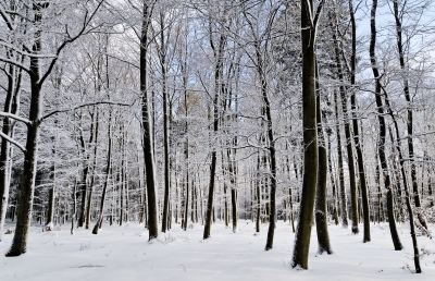 Image for news headline - Shooting Illustrated Offers Tips for Winter Concealed Carry