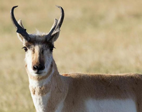 Image for news headline - Judging Speed Goats