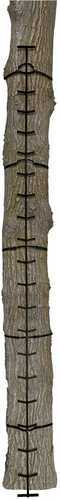 MUDDY TREE STAND STICK QUICK STICK XL 20ft Model: MUD-MCS0120