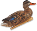 Avian X Avx-psh-mhsf Mallard Hen Species Multi-color